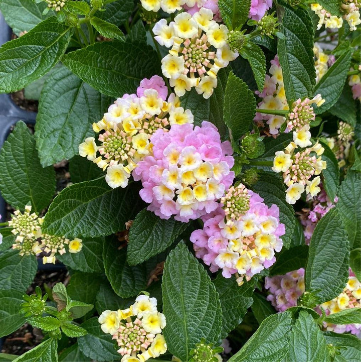 Lantana camara 'Baluclav' ~ Lucky™ Lavender Lantana