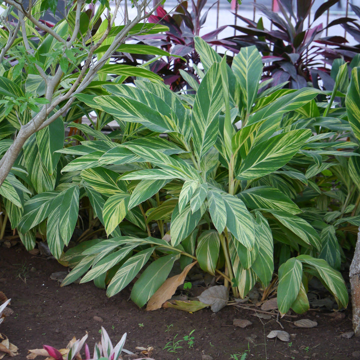 Alpinia zerumbet 'Variegata' ~ Variegated Ginger
