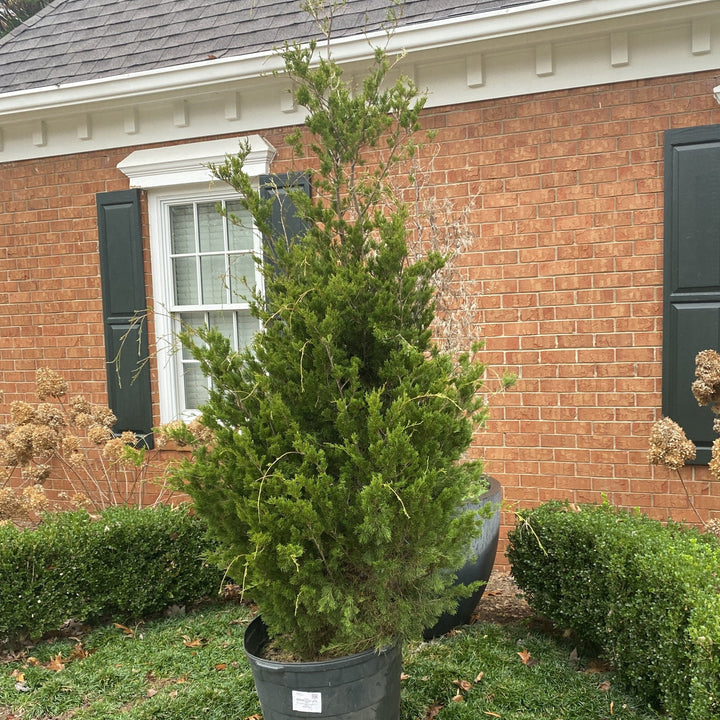 Juniperus virginiana 'Brodie' ~ Brodie Red Cedar