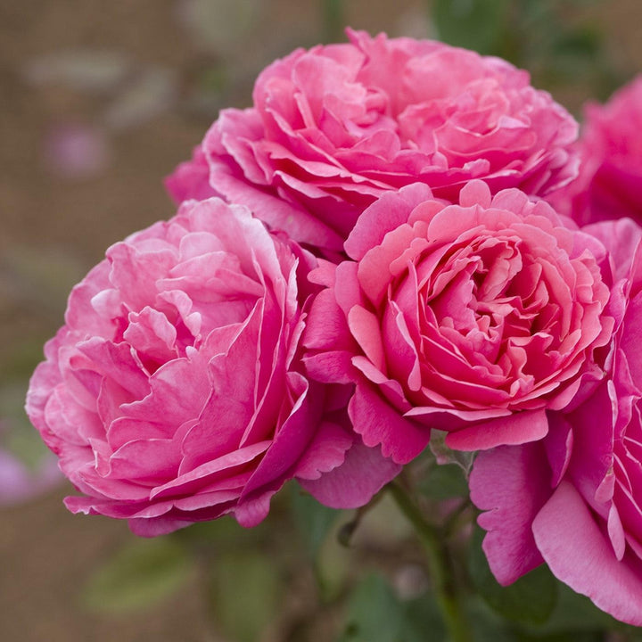 Rosa 'Meiclusif' ~ Bloomables® Dee-Lish™ Rose