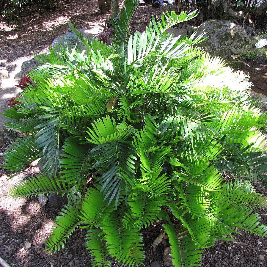 Zamia integrifolia ~ Coontie Palm