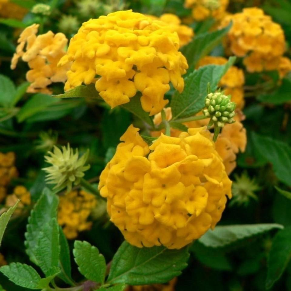 Lantana x 'New Gold' ~ New Gold Lantana