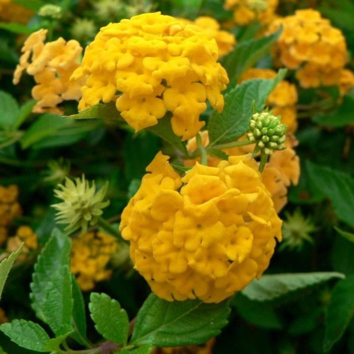 Lantana x 'New Gold' ~ New Gold Lantana