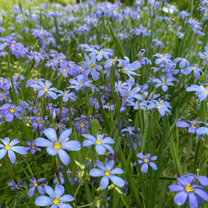 Sisyrinchium angustifolium 'Blue Note' ~ Blue Note Blue-Eyed Grass