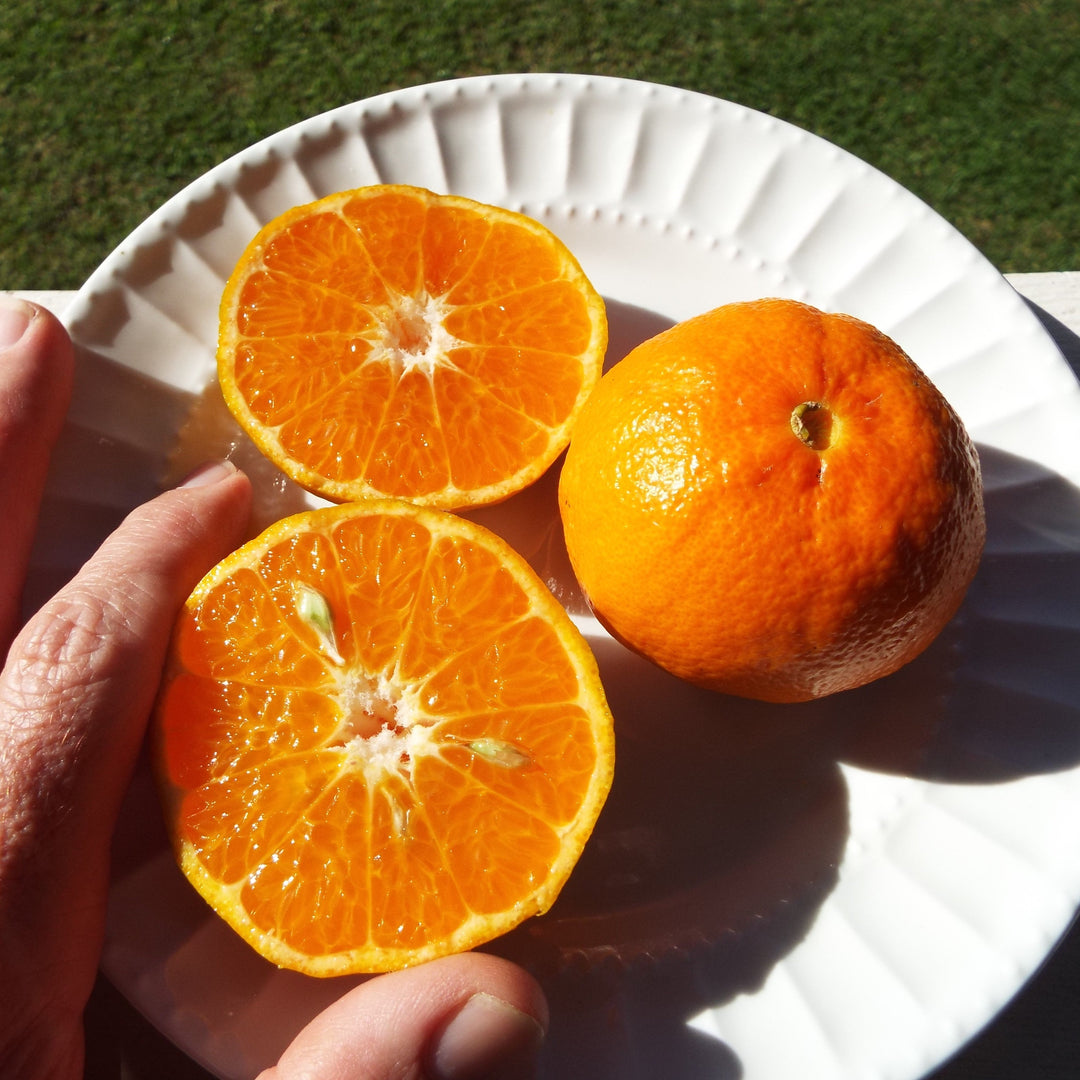 Citrus reticulata 'Dancy' ~ Dancy Mandarin