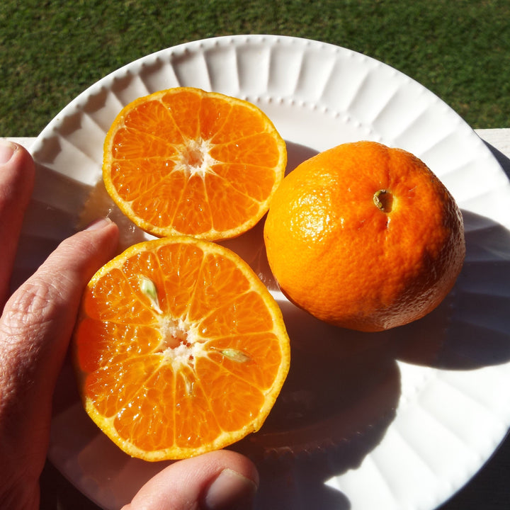 Citrus reticulata 'Dancy' ~ Dancy Mandarin