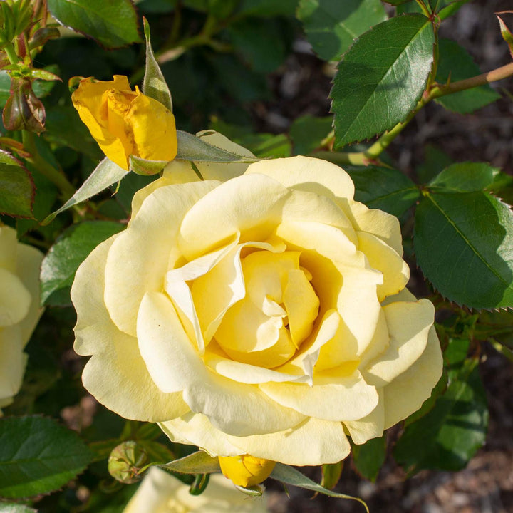 Rosa 'Meianycid' PP 27,894 ~ Bloomables® Gilded Sun™ Rose
