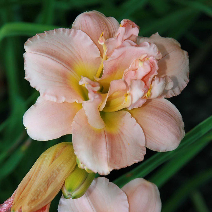 Hemerocallis 'Siloam Double Classic' ~ Siloam Double Classic Daylily