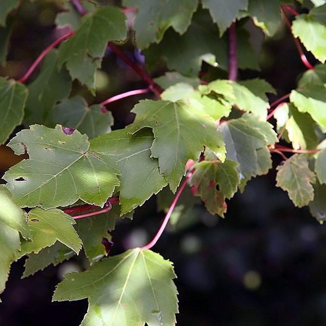 Acer rubrum 'Sun Valley' ~ Sun Valley Red Maple