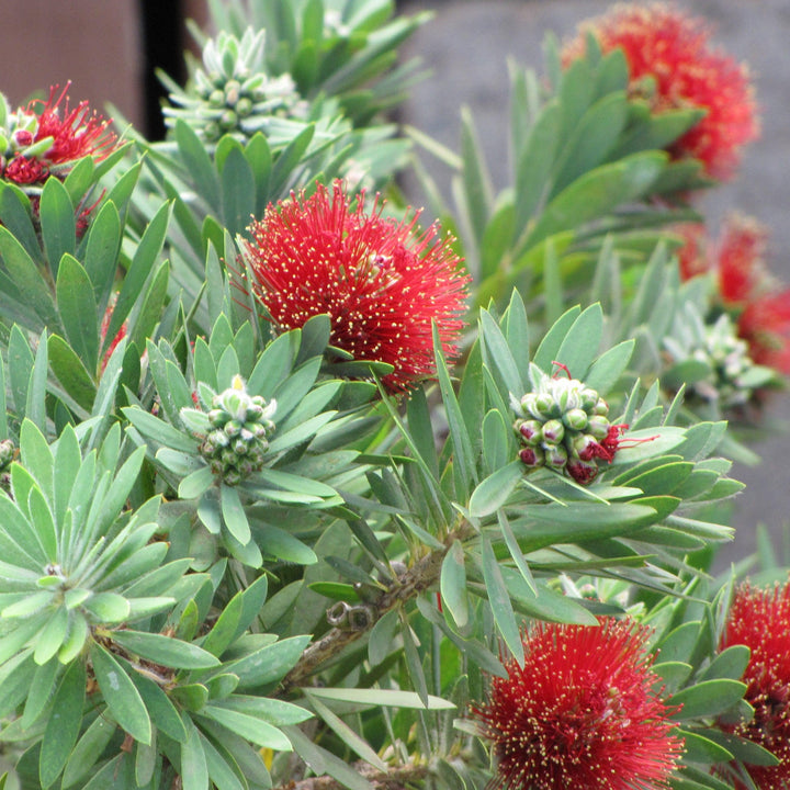 Callistemon 'Little John' ~ Little John Dwarf Bottlebrush