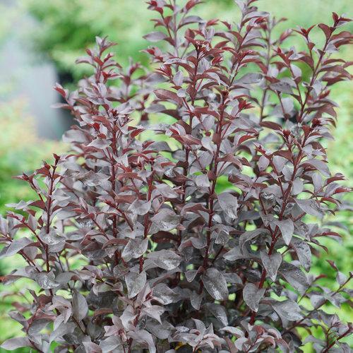 Lagerstroemia indica 'SMNLCIBF' ~ Center Stage® Red Crapemyrtle