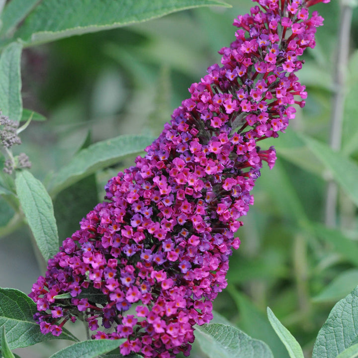 Buddleia ‘Tobud0703’ ~ Buzz™ Velvet Butterfly Bush