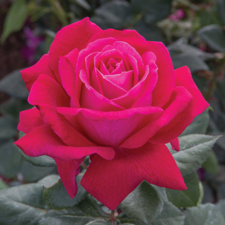 Rosa 'Meithatie' PP 30,860 ~ Bloomables® Sweet Spirit™ Rose