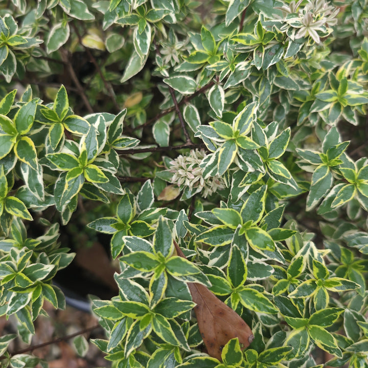 Abelia x grandiflora 'Radiance' ~ Radiance Glossy Abelia