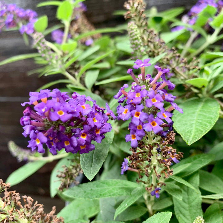 Buddleia davidii 'SMNBDBT' PP#28,794 ~ Pugster Blue® Dwarf Butterfly Bush
