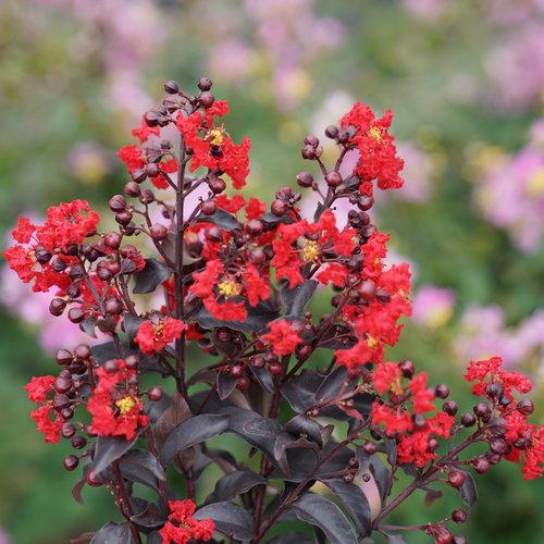 Lagerstroemia indica 'SMNLCIBF' ~ Center Stage® Red Crapemyrtle