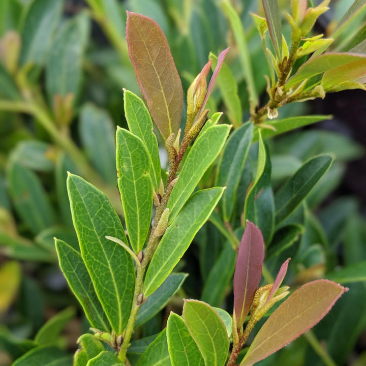 Distylium 'PIIDIST-V' PP27,631 ~ First Editions® Cinnamon Girl® Distylium