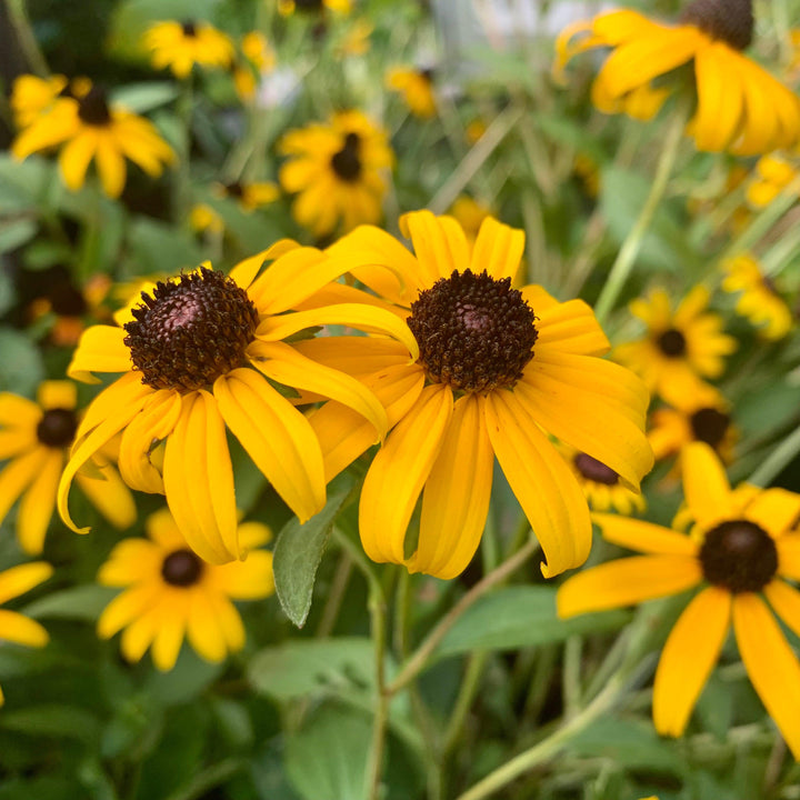 Rudbeckia fulgida 'Goldsturm' ~ Black-Eyed Susan