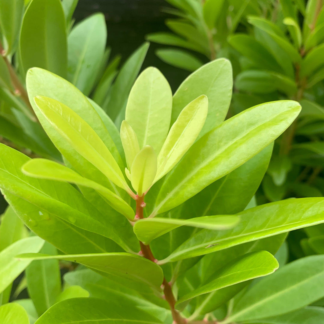 Illicium parviflorum 'Florida Sunshine' ~ Florida Sunshine Anise
