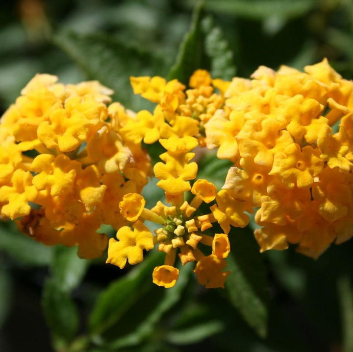Lantana x 'New Gold' ~ New Gold Lantana