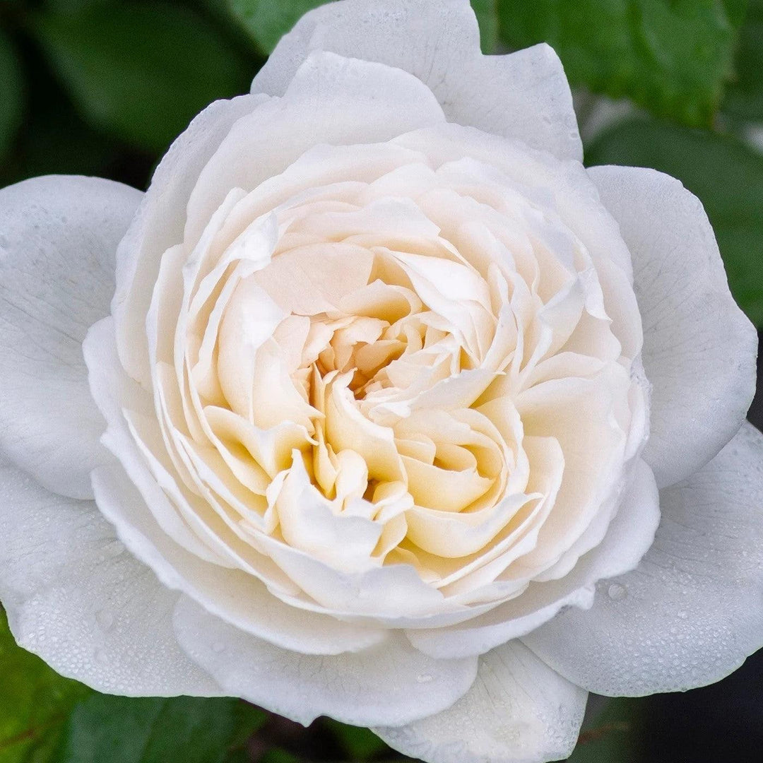 Rosa 'Meidelweis' PP 17,841 ~ Bloomables® Bolero™ Rose