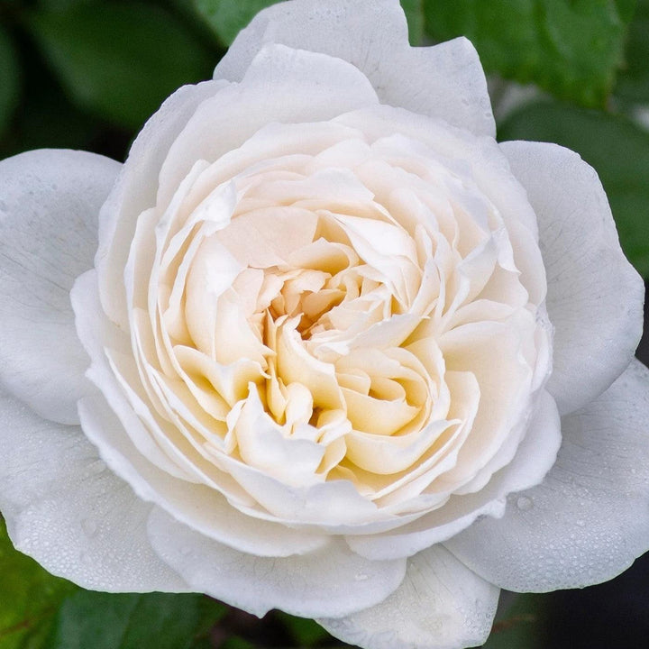 Rosa 'Meidelweis' PP 17,841 ~ Bloomables® Bolero™ Rose