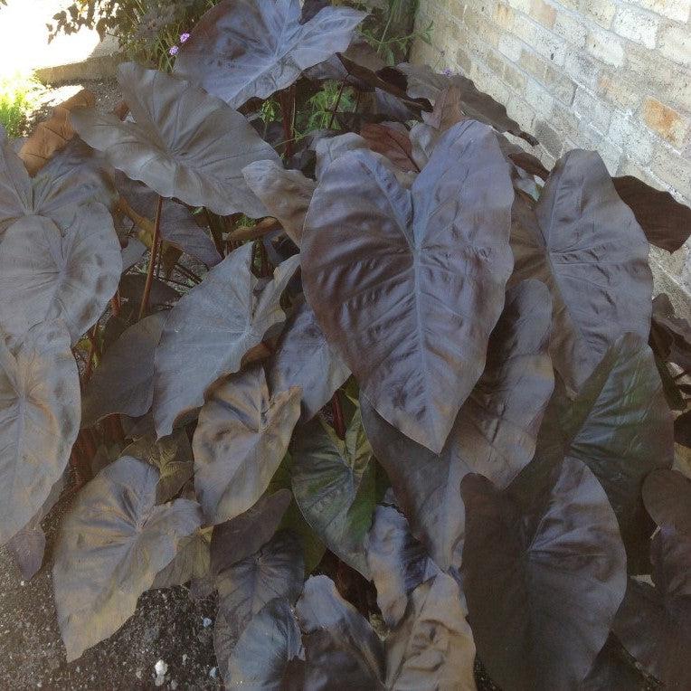 Colocasia 'Black Sapphire' PP27966 ~ Gecko™ Black Sapphire Elephant Ear