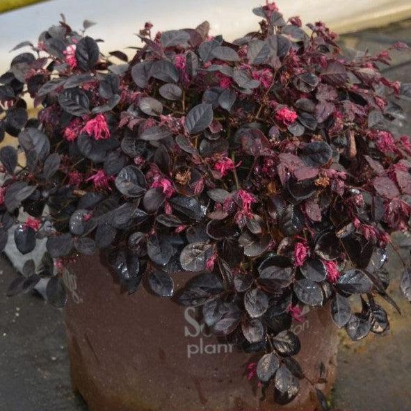 Loropetalum chinense 'Peack' PP8,441 ~ Purple Pixie® Fringe Flower