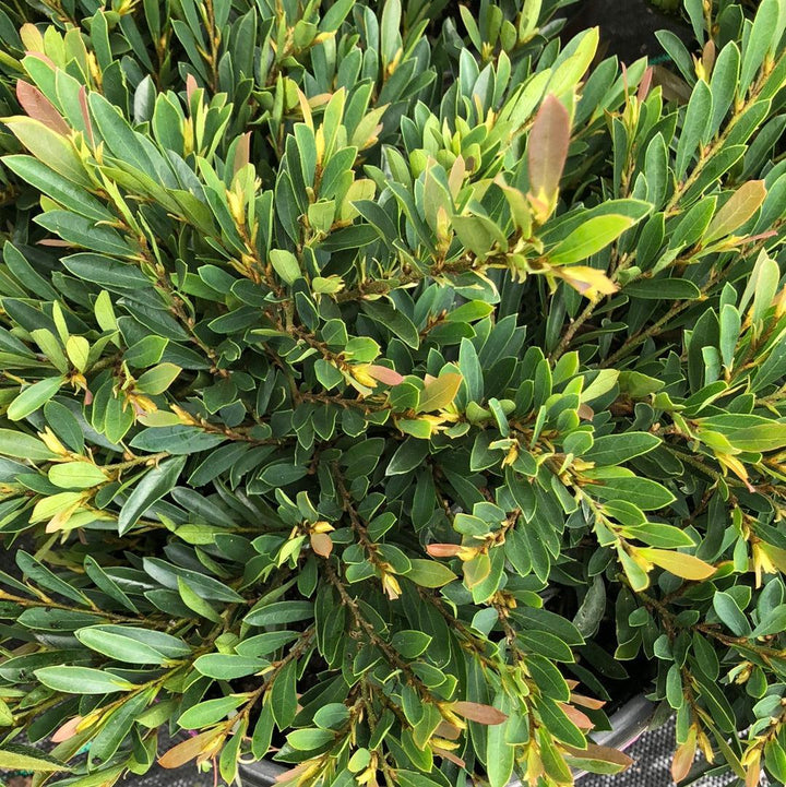 Distylium 'PIIDIST-V' PP27,631 ~ First Editions® Cinnamon Girl® Distylium