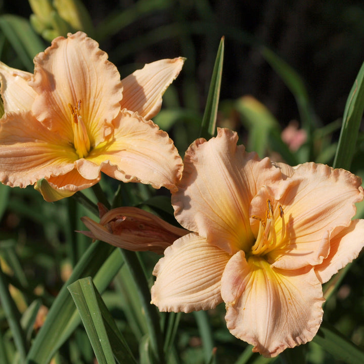 Hemerocallis 'Fairy Tale Pink' ~ Fairy Tale Pink Daylily