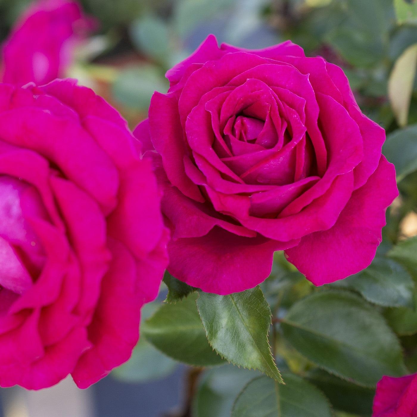 Rosa 'Meithatie' PP 30,860 ~ Bloomables® Sweet Spirit™ Rose