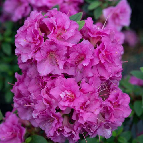 Rhododendron x 'NCRX4' ~ PW® Perfecto Mundo® Double Purple Azalea