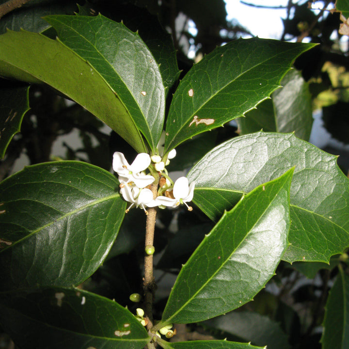 Osmanthus fortunei ~ Fortune's Osmanthus
