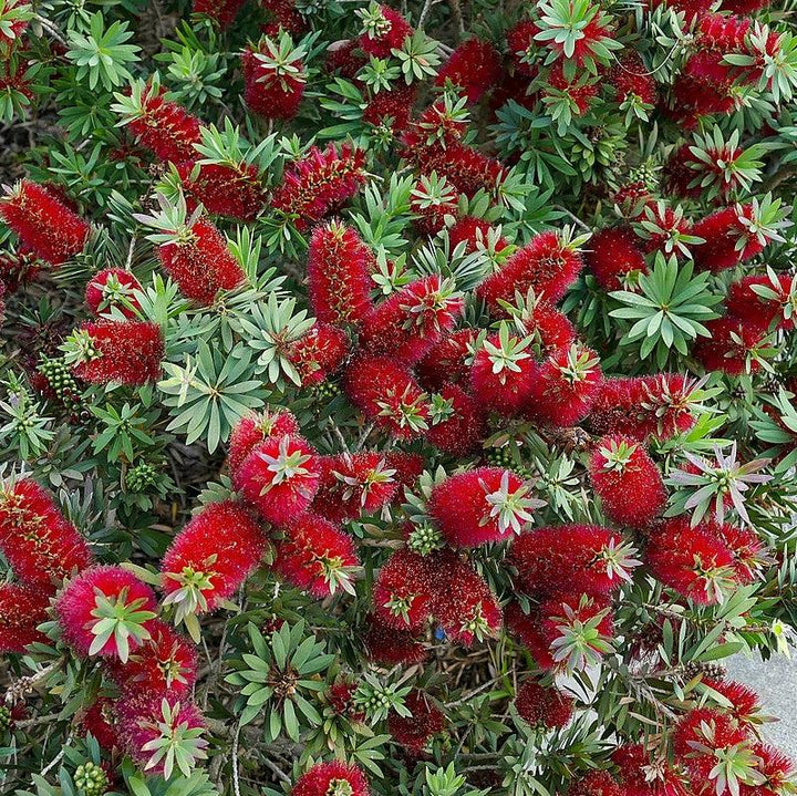 Callistemon 'Little John' ~ Little John Dwarf Bottlebrush