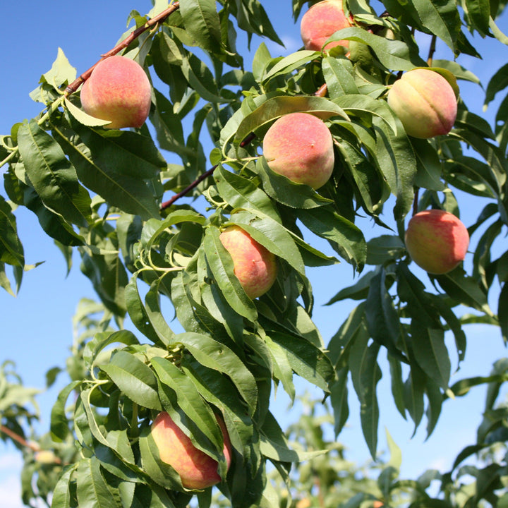 Prunus persica 'FloridaCrest' ~ Floridacrest Peach