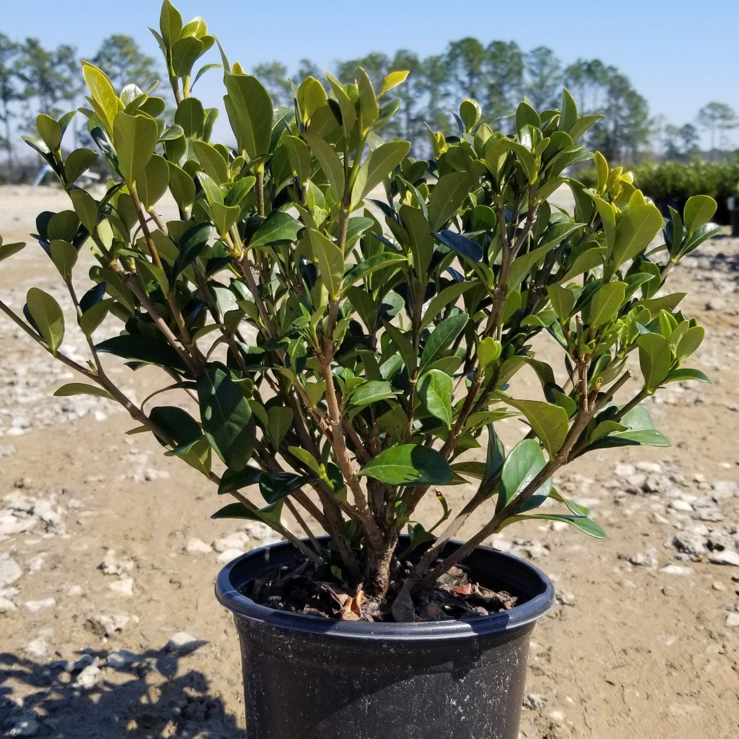 Rhododendron 'Hardy Gardenia' ~ 'Hardy Gardenia' Azalea, Linwood