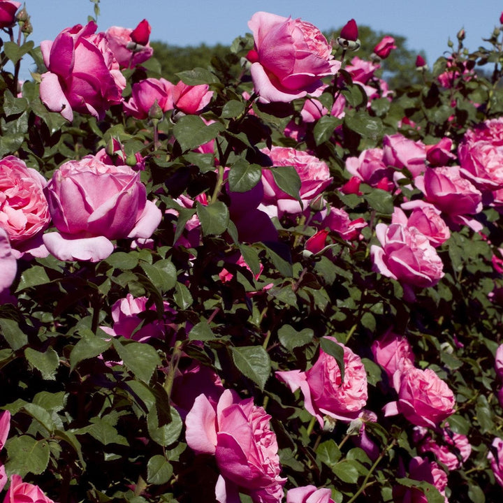 Rosa 'Meiclusif' ~ Bloomables® Dee-Lish™ Rose