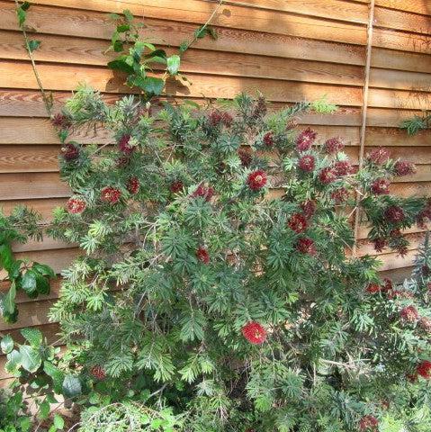 Callistemon 'Little John' ~ Little John Dwarf Bottlebrush