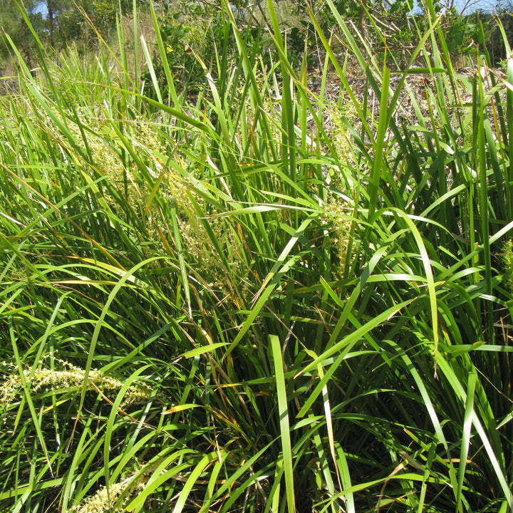 Lomandra longifolia 'Lomlon' ~ Lime Tough Matt Rush