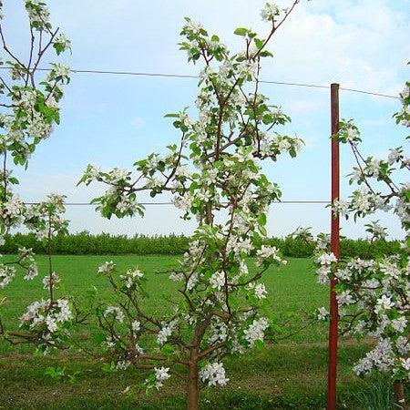 Malus domestica 'Jonagold' ~ Jonagold Apple