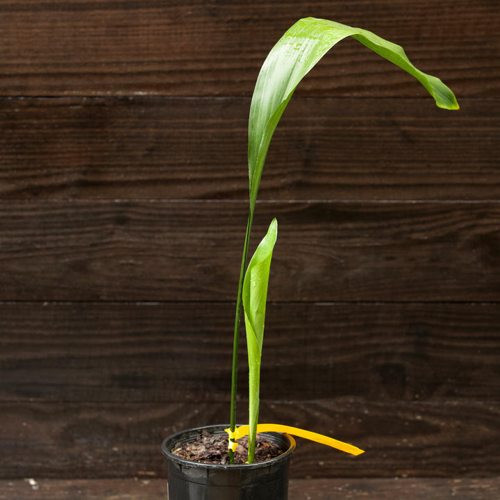 Aspidistra elatior ~ Cast Iron Plant