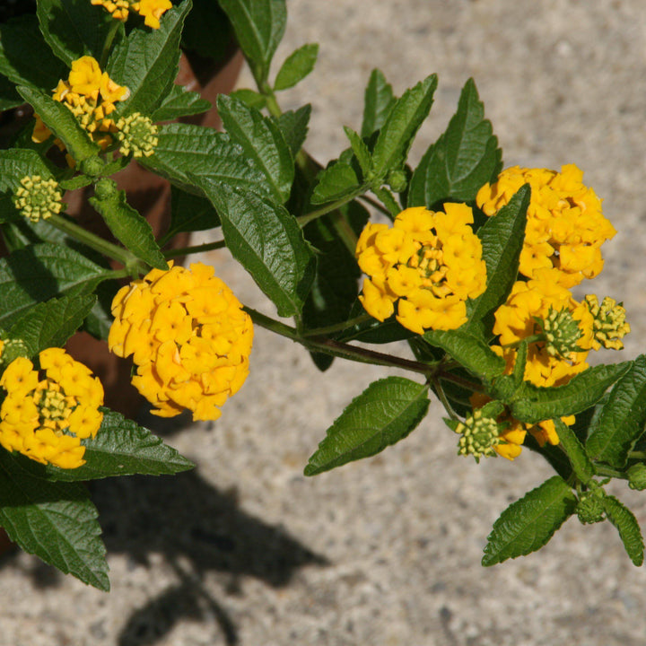 Lantana x 'New Gold' ~ New Gold Lantana