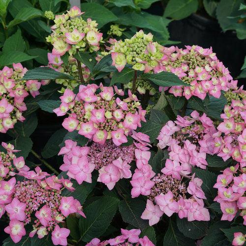 Hydrangea serrata 'SMNHSI' ~ Let's Dance® Can Do!® Hydrangea
