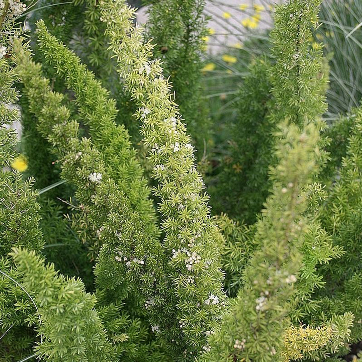 Asparagus densiflorus 'Myersii' ~ Foxtail Asparagus Fern
