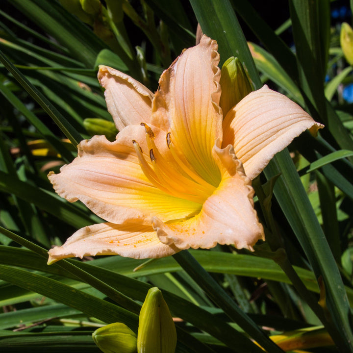 Hemerocallis 'Fairy Tale Pink' ~ Fairy Tale Pink Daylily