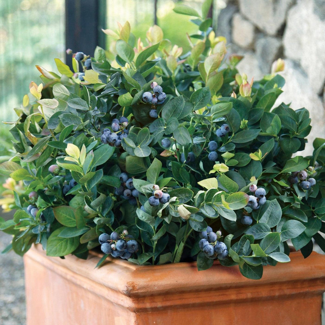Vaccinium corymbosum 'ZF06-043' ~ Peach Sorbet® Blueberry