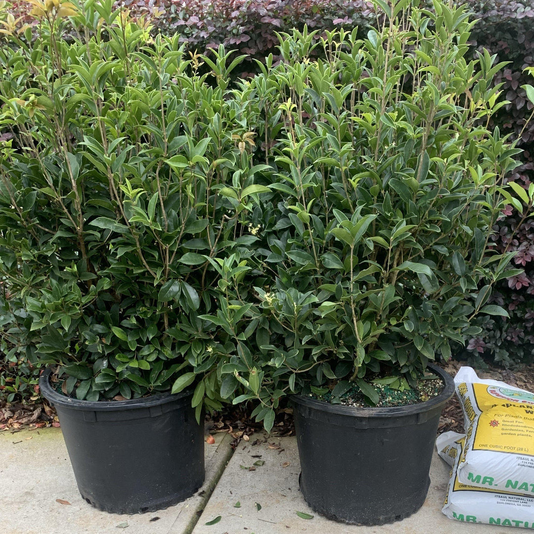 Osmanthus fragrans ~ Fragrant Tea Olive, Sweet Olive