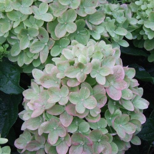 Hydrangea paniculata 'Jane' PP22,330 ~ Proven Winners® Little Lime