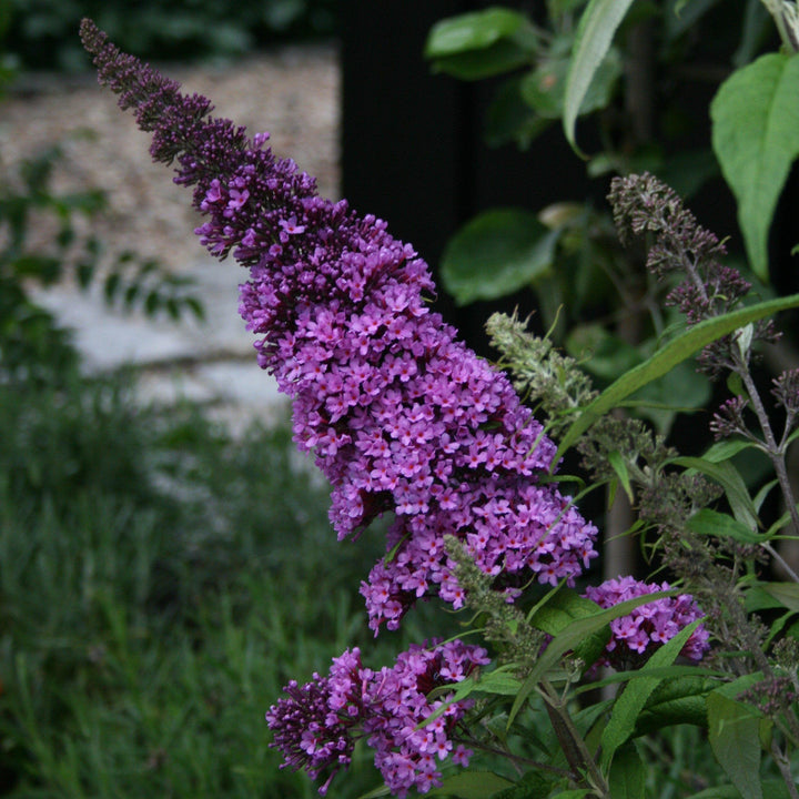 Buddleia davidii 'SMNBDBT' PP#28,794 ~ Pugster Blue® Dwarf Butterfly Bush