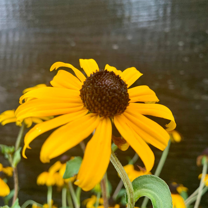 Rudbeckia fulgida 'Goldsturm' ~ Black-Eyed Susan